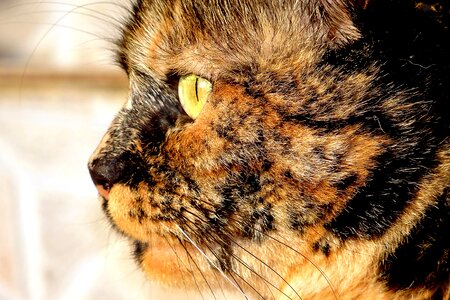 Pet feline mammal