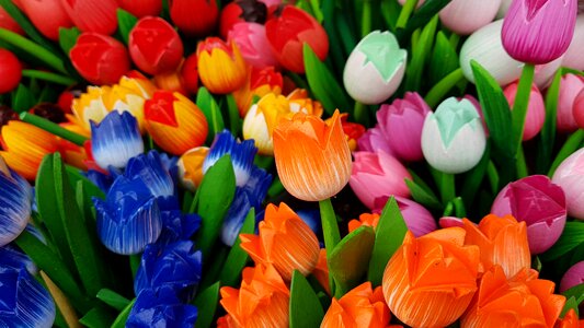 Holland netherlands tulips photo