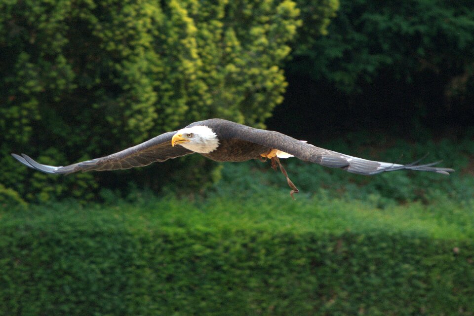 Head predator bald eagle