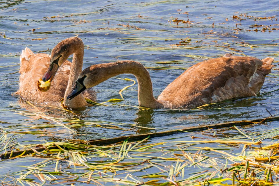 Young foraging animals