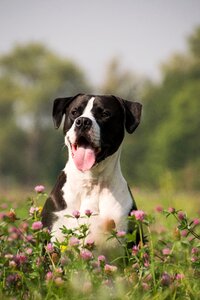 Tongue animal flowers
