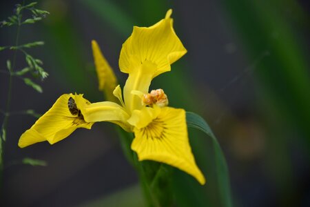 Close up macro blossom photo