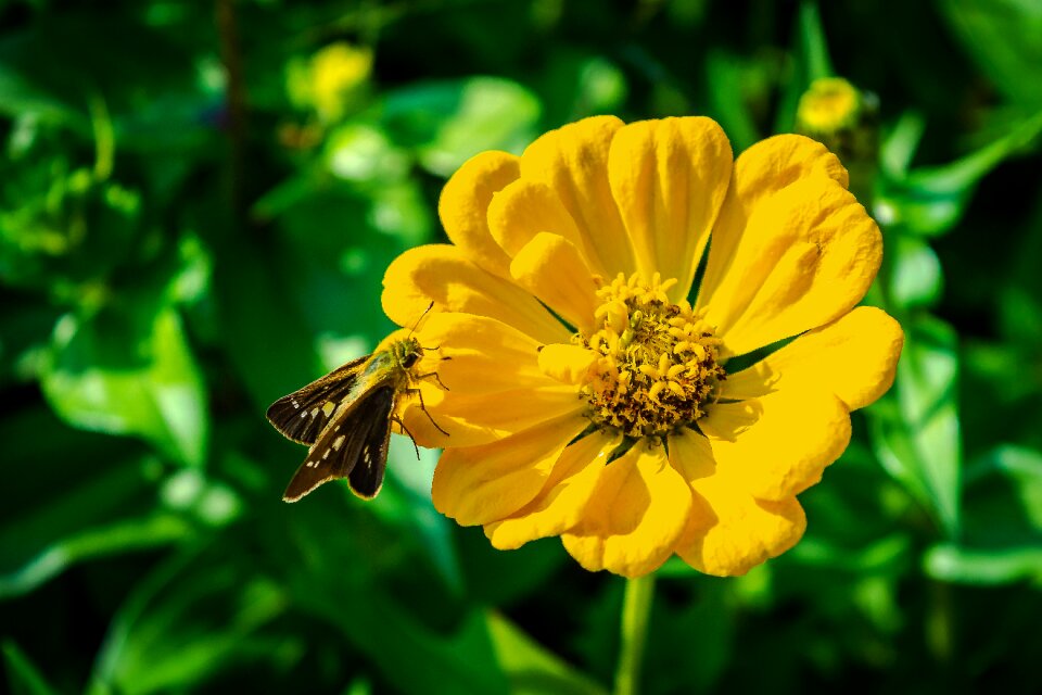 Butterfly nature closeup