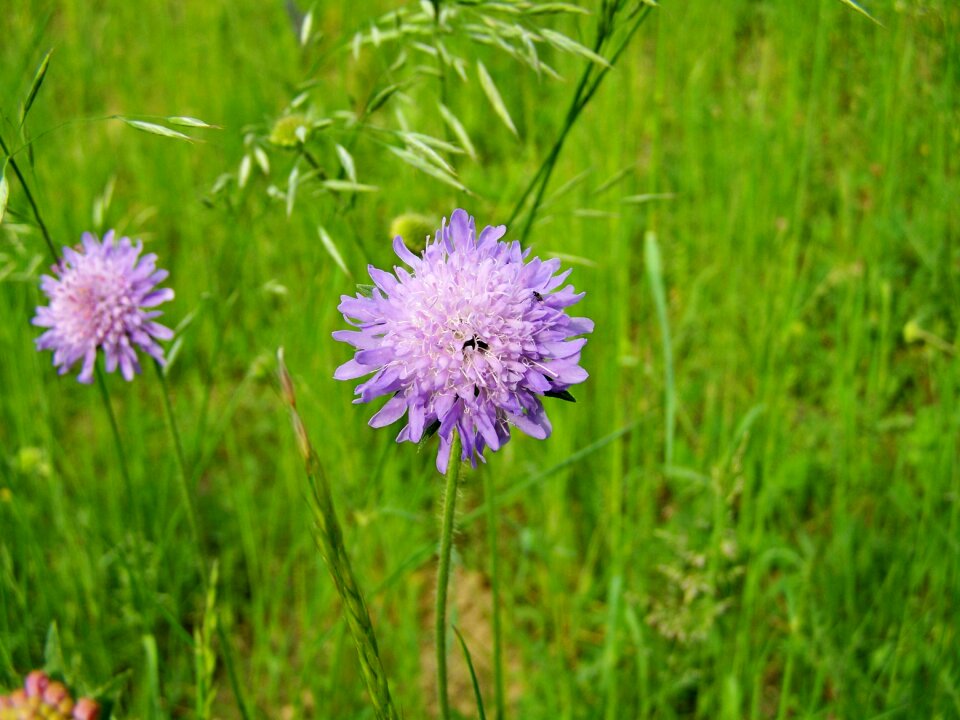 Wildflower meadow flower nature photo