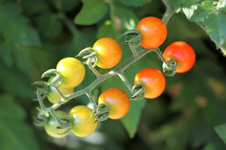 Green red food