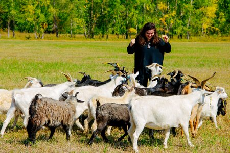 Animals farm pasture