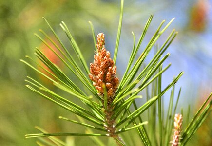Sewing needle tree evergreen