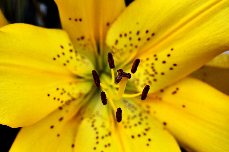 Petals yellow flower yellow