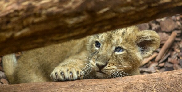 Little animal nature