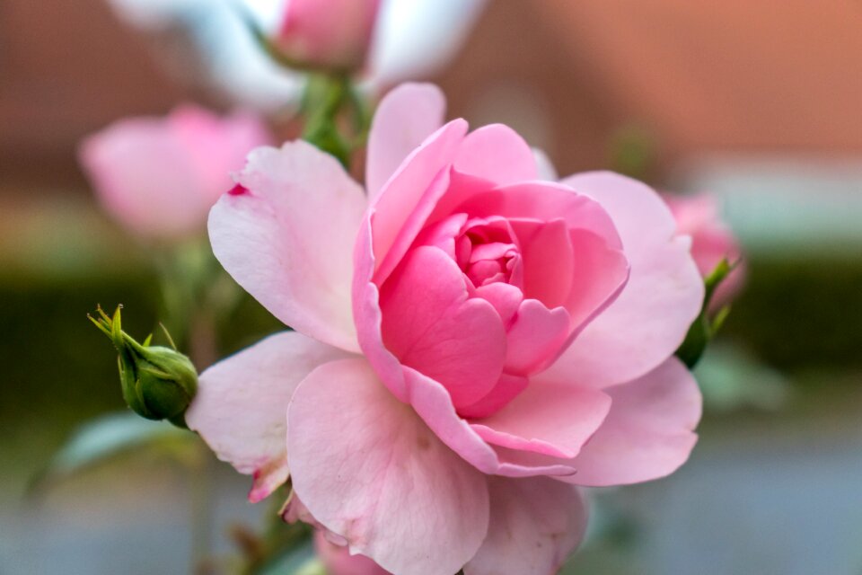 Flower nature beautiful