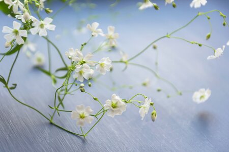 Soft light white flowers small flowers