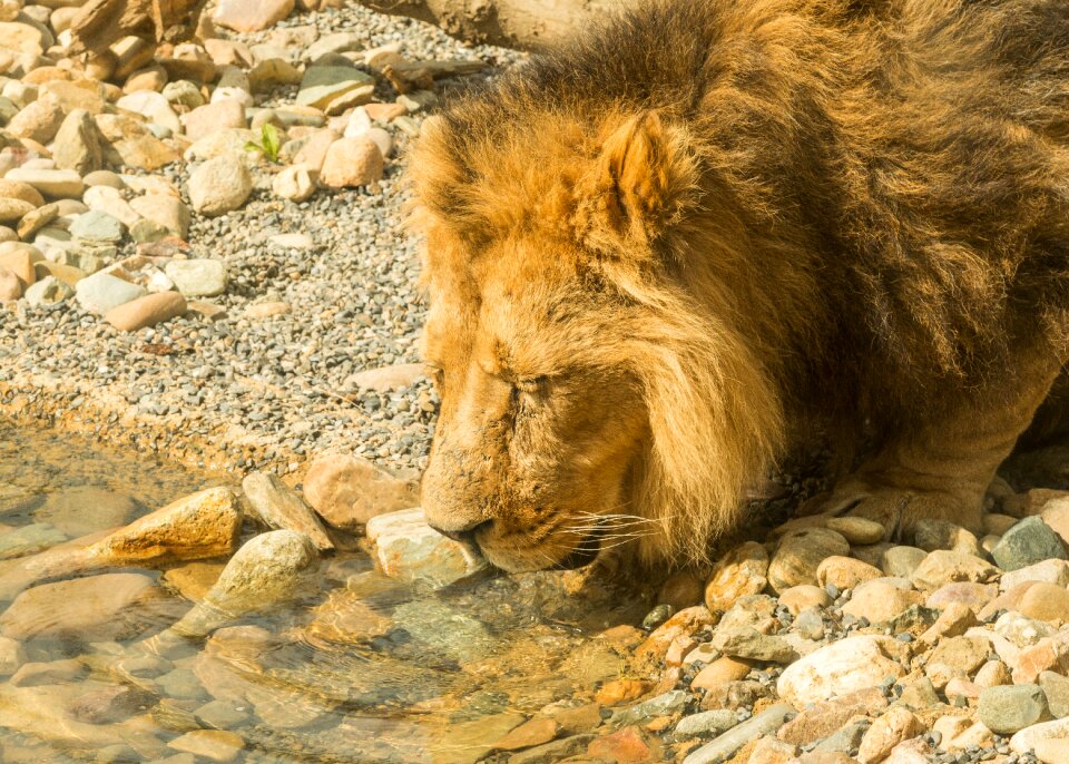 Nature animal wildlife