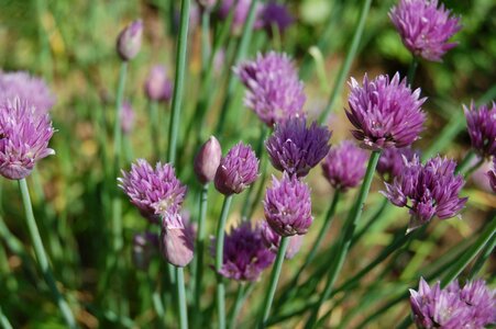 Chive flowers chives Free photos photo