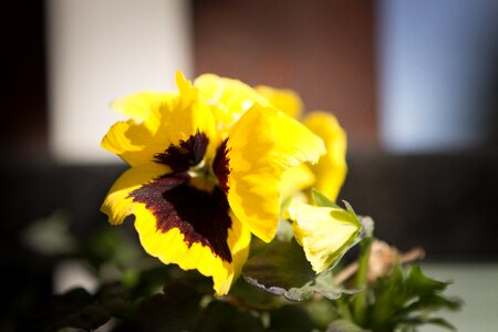 Pets yellow summer