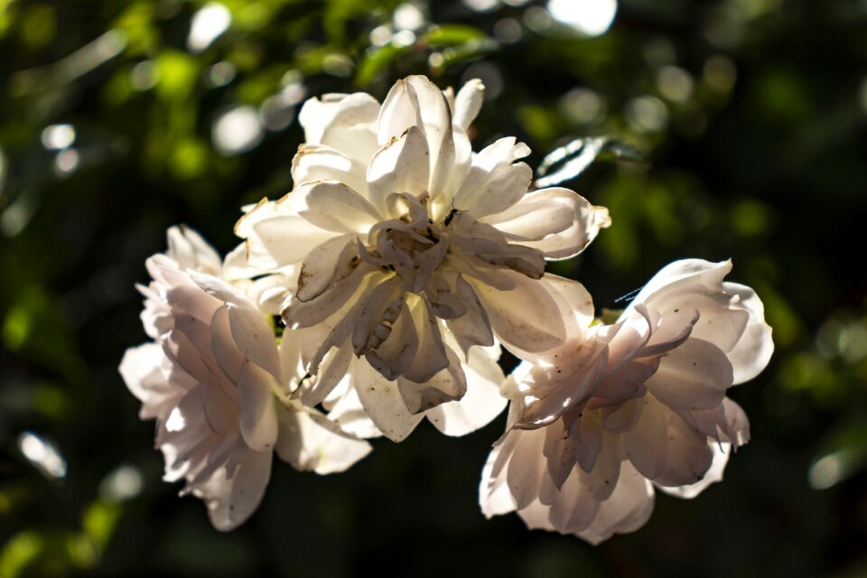 Nature close up white