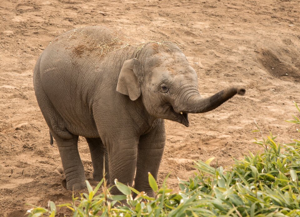 Animal cute nature