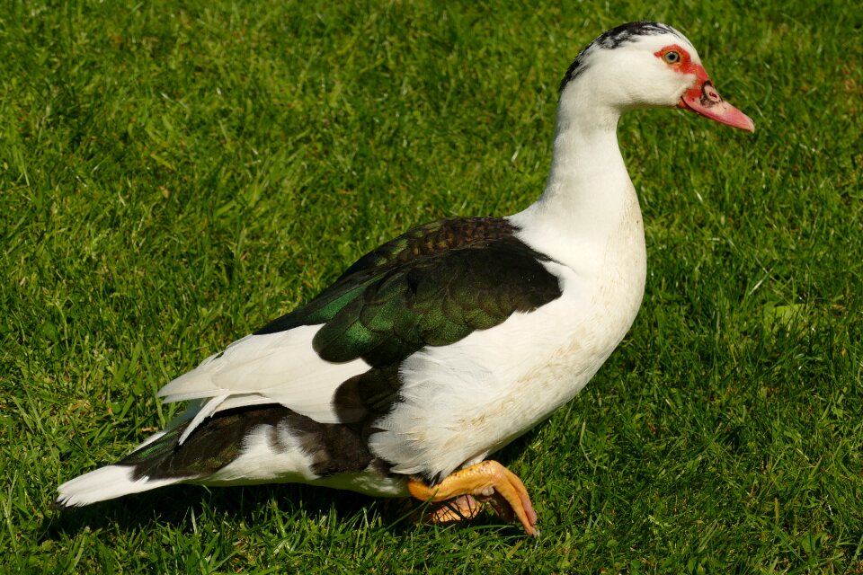 Waterfowl fauna animal