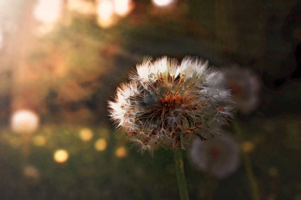 Sunrise meadow nature