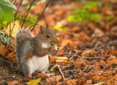 Nature wildlife brown animals