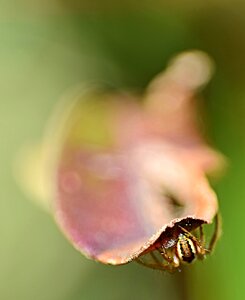 Macro micro insect