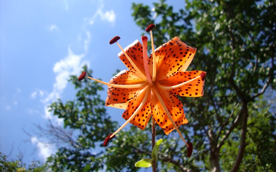 Macro bokeh nature