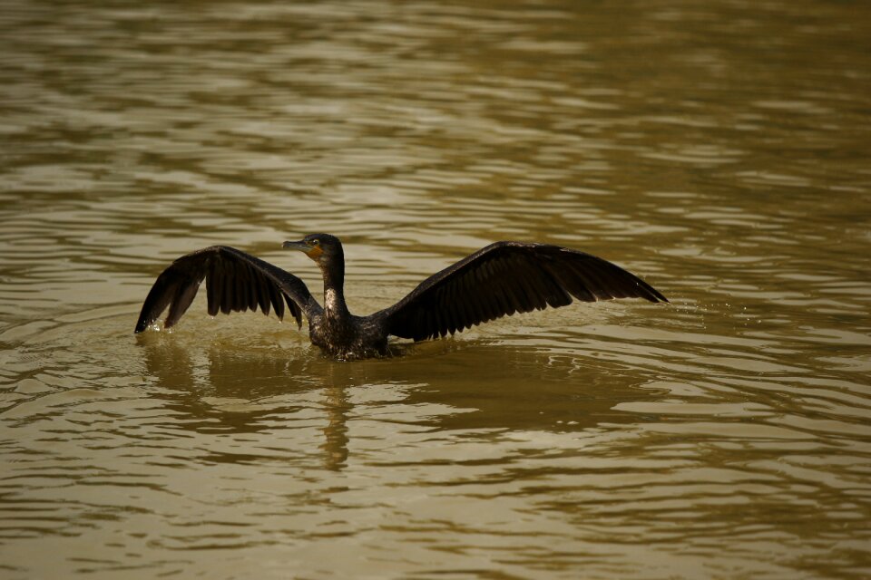 Water bird water black