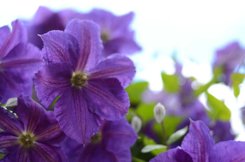 Plant beauty macro photo