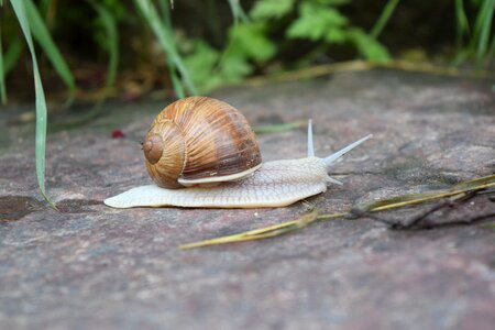 Mollusk reptile land snail photo