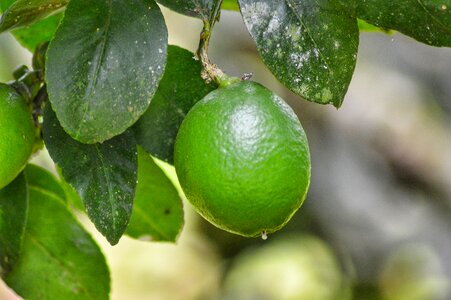 Healthy green nature