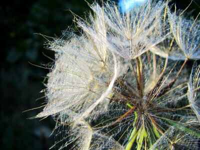 Flower seeds macro