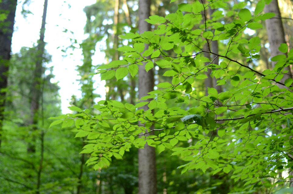 Foliage landscape nature