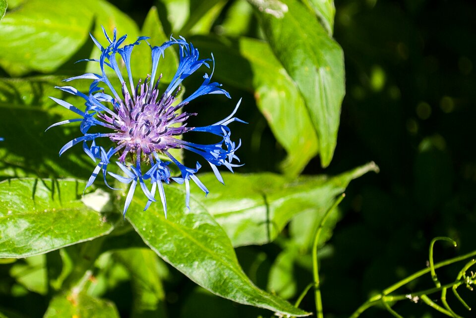 Blouw bloom plants