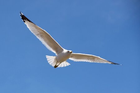 Bird wildlife nature photo