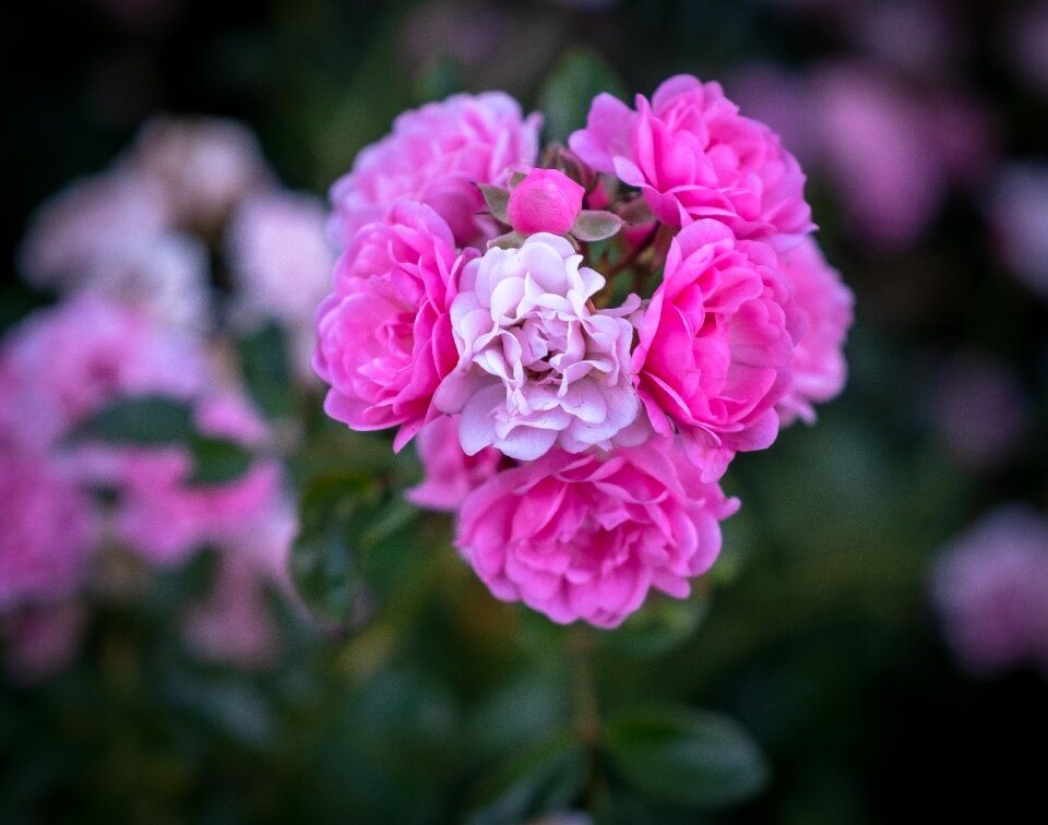 Violet white bush