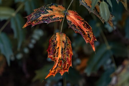 Leaves colors macro