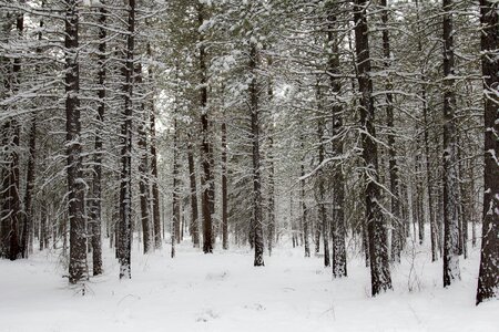 Snow trees logs