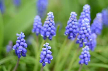 A lot macro bokeh
