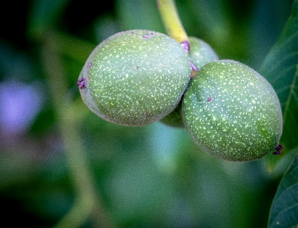 Growth green immature