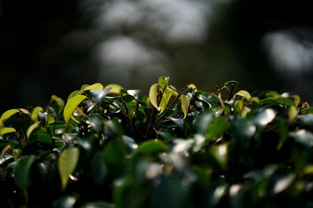 Green color textured beauty