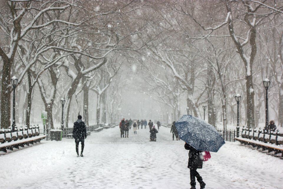 Snow trees urban photo