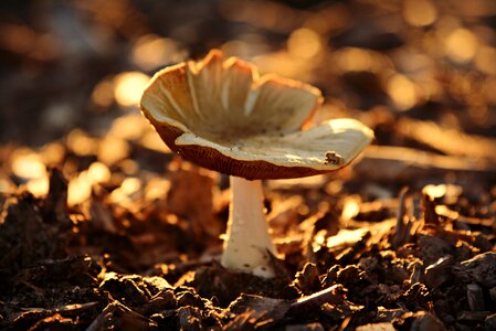 Stem autumn back lighting