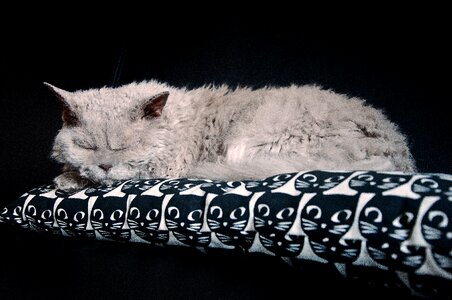 Pet animal domestic cat