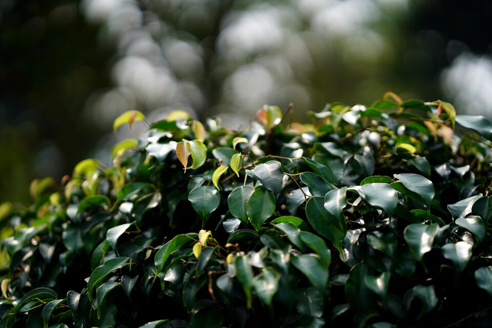 Green color textured beauty