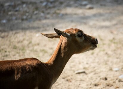 Animal animal world ungulate