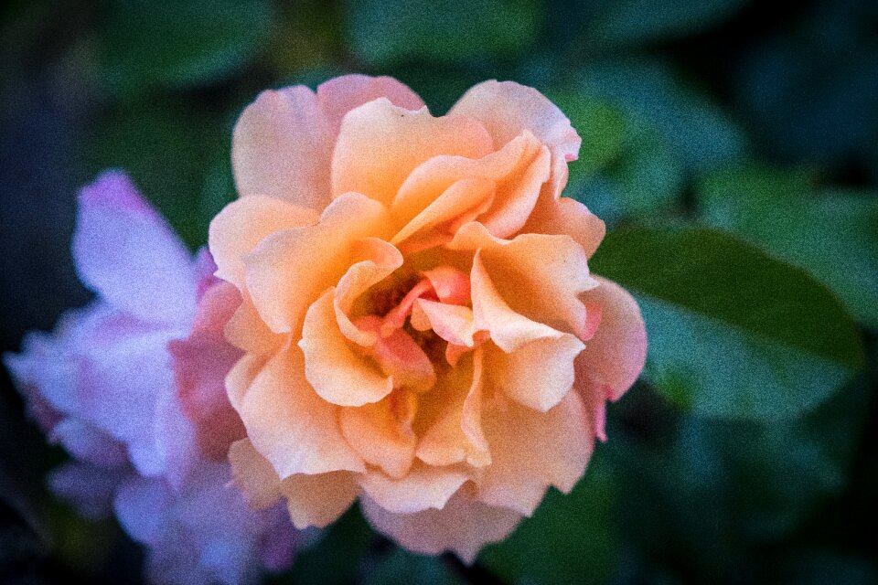 Rose rose bloom bush