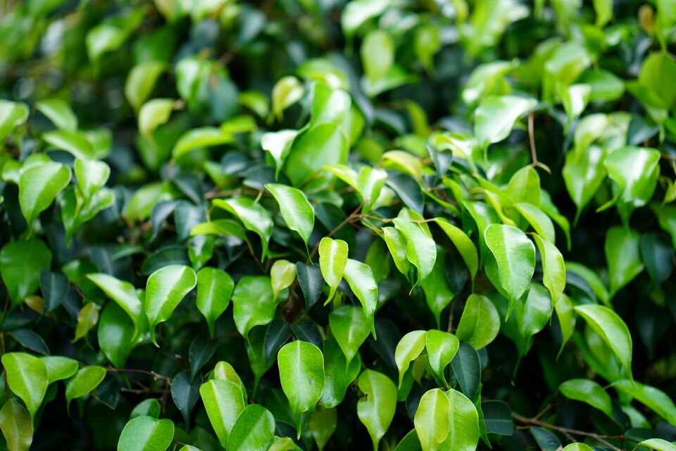 Green color textured beauty
