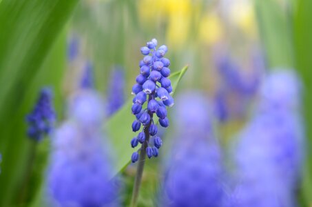 A lot macro bokeh