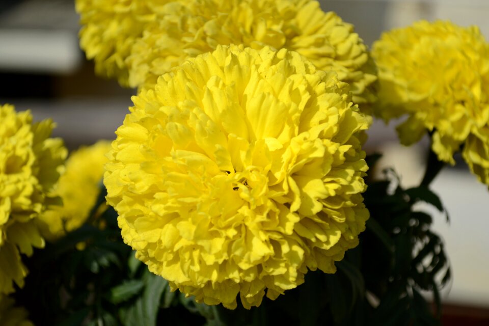 Genda yellow marigold