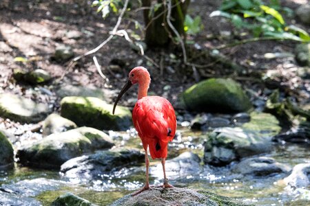 Animal world nature orange