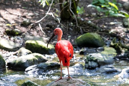 Animal world nature orange photo